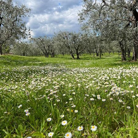 La Casa Di Demetra. Un Paradiso Tra Gli Olivi. モンテッキオ エクステリア 写真
